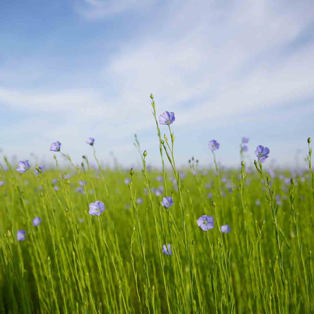 Champs de lin en fleur prise en Normandie. La France est le premier pays producteur au monde de lin